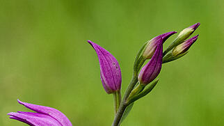 Orchideen