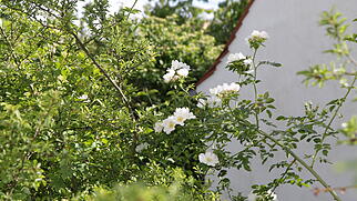 Naturgarten in Würzburg